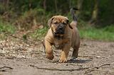 TOSA INU 378